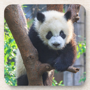 Cutest Baby Animals Giant Panda Cub Coaster