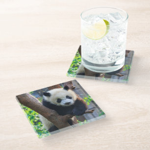 Cutest Baby Animals Giant Panda Cub Glass Coaster