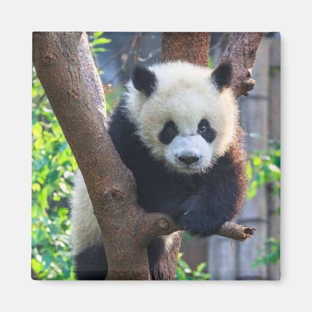 Cutest Baby Animals | Giant Panda Cub Magnet (Front)