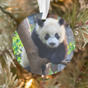 Cutest Baby Animals Giant Panda Cub Ornament