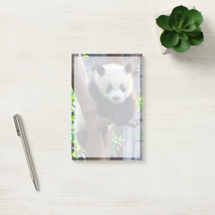 Cutest Baby Animals   Giant Panda Cub Post-it Notes