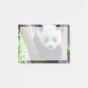 Cutest Baby Animals   Giant Panda Cub Post-it Notes