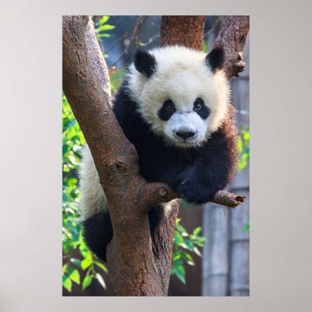 Cutest Baby Animals | Giant Panda Cub Poster (Front)