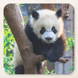 Cutest Baby Animals Giant Panda Cub Square Paper Coaster