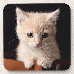 Cutest Baby Animals   Ginger Kitten Coaster