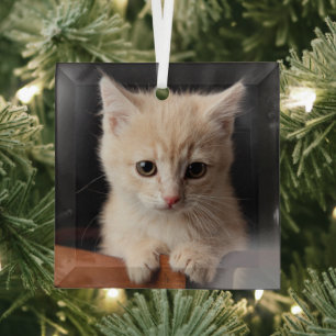 Cutest Baby Animals Ginger Kitten Glass Ornament