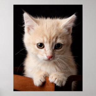 Cutest Baby Animals Ginger Kitten Poster