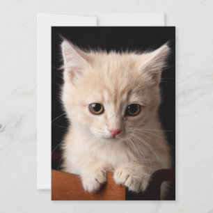Cutest Baby Animals Ginger Kitten Thank You Card