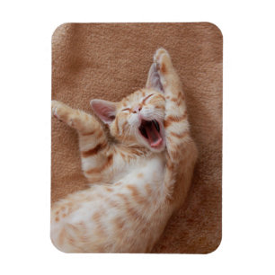 Cutest Baby Animals Ginger Kitten Yawning Magnet