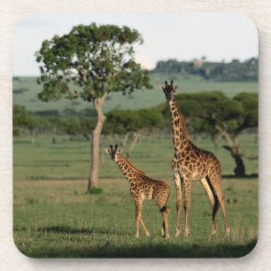 Cutest Baby Animals Giraffe Calf & Mama Coaster