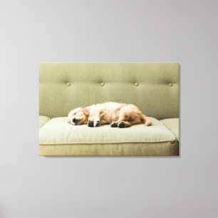 Cutest Baby Animals Golden Retriever Puppy 2 Canvas Print