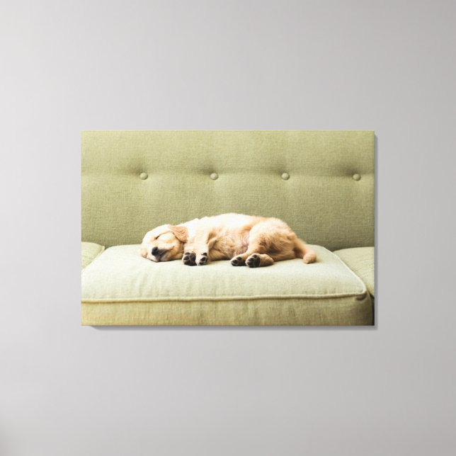 Cutest Baby Animals | Golden Retriever Puppy 2 Canvas Print (Front)