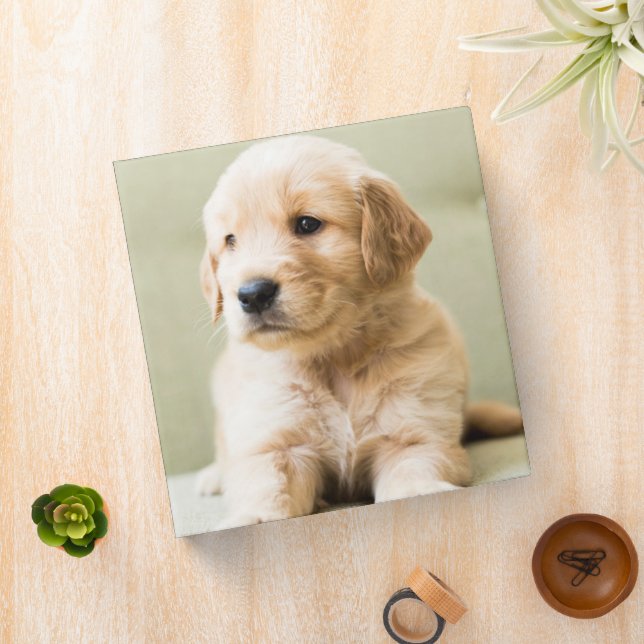 Cutest Baby Animals | Golden Retriever Puppy Binder (In Situ)
