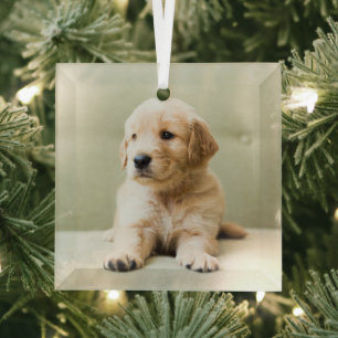 Cutest Baby Animals Golden Retriever Puppy Glass Ornament