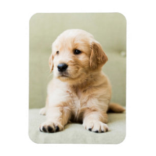 Cutest Baby Animals   Golden Retriever Puppy Magnet