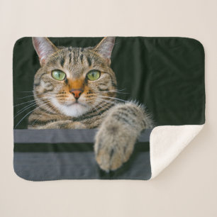 Cutest Baby Animals   Gray Tabby Cat Face Sherpa Blanket