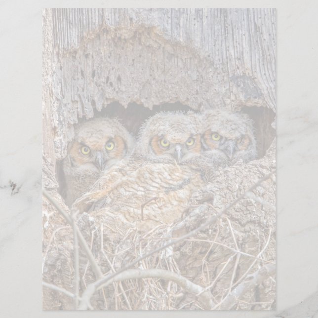 Cutest Baby Animals | Great Horned Chicks (Front)