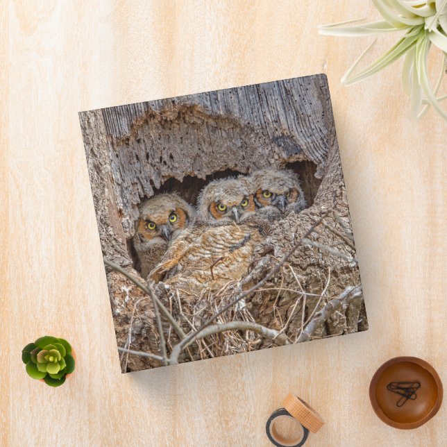 Cutest Baby Animals | Great Horned Chicks Binder (In Situ)