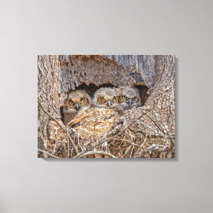 Cutest Baby Animals   Great Horned Chicks Canvas Print