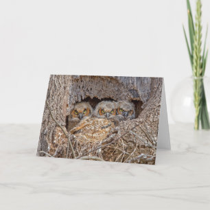 Cutest Baby Animals Great Horned Chicks Card