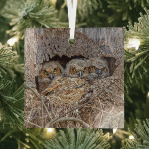 Cutest Baby Animals Great Horned Chicks Glass Ornament
