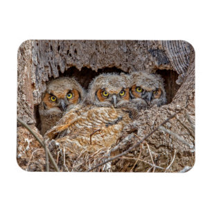 Cutest Baby Animals   Great Horned Chicks Magnet