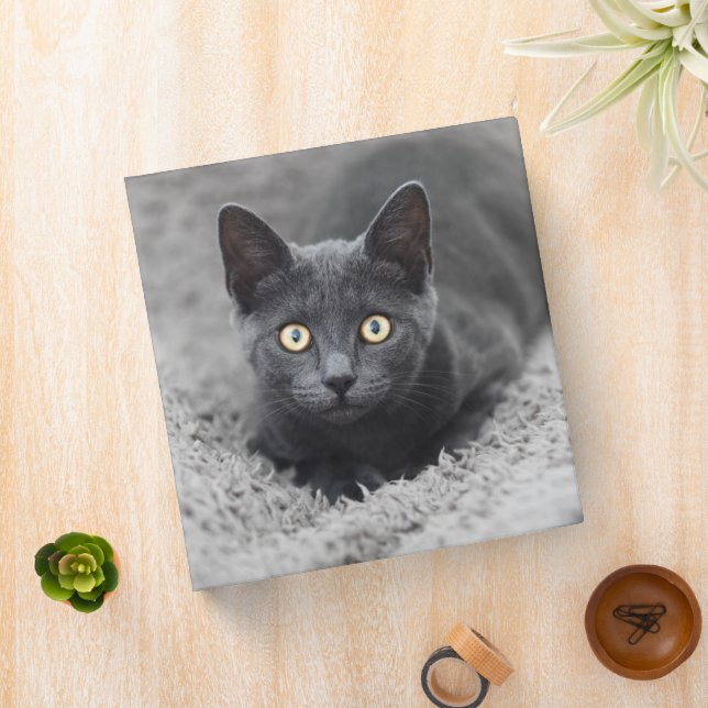 Cutest Baby Animals | Grey Cat Binder (In Situ)