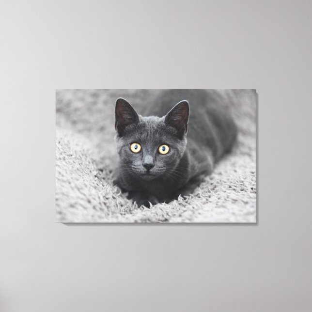 Cutest Baby Animals | Grey Cat Canvas Print (Front)