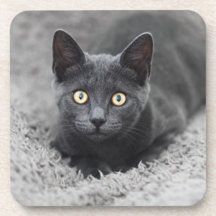 Cutest Baby Animals   Grey Cat Coaster