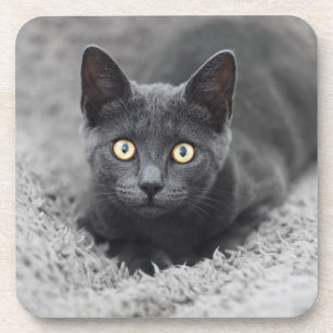 Cutest Baby Animals   Grey Cat Coaster