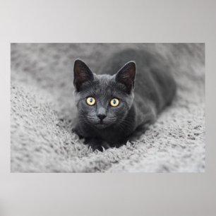 Cutest Baby Animals Grey Cat Poster