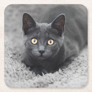 Cutest Baby Animals   Grey Cat Square Paper Coaster