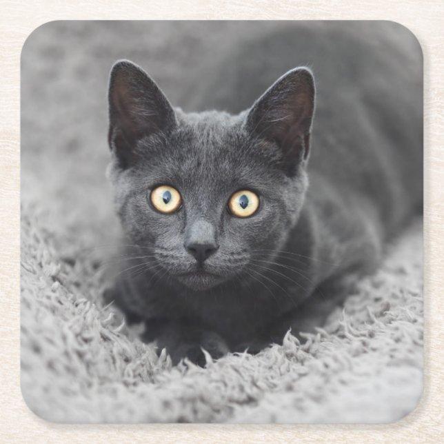Cutest Baby Animals | Grey Cat Square Paper Coaster (Front)