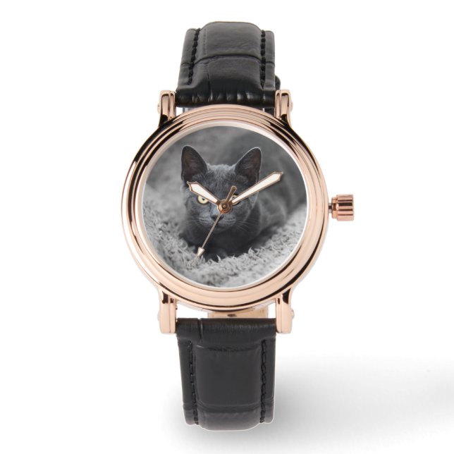 Cutest Baby Animals | Grey Cat Watch (Front)