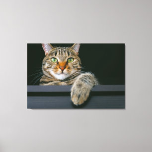 Cutest Baby Animals   Grey Tabby Cat Face Canvas Print