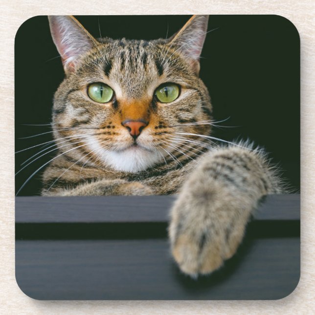Cutest Baby Animals | Grey Tabby Cat Face Coaster (Front)