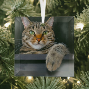 Cutest Baby Animals Grey Tabby Cat Face Glass Ornament
