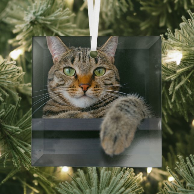 Cutest Baby Animals | Grey Tabby Cat Face Glass Ornament (Insitu)