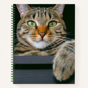 Cutest Baby Animals   Grey Tabby Cat Face Notebook