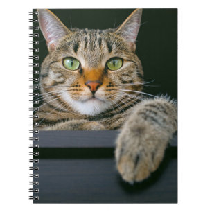 Cutest Baby Animals Grey Tabby Cat Face Notebook