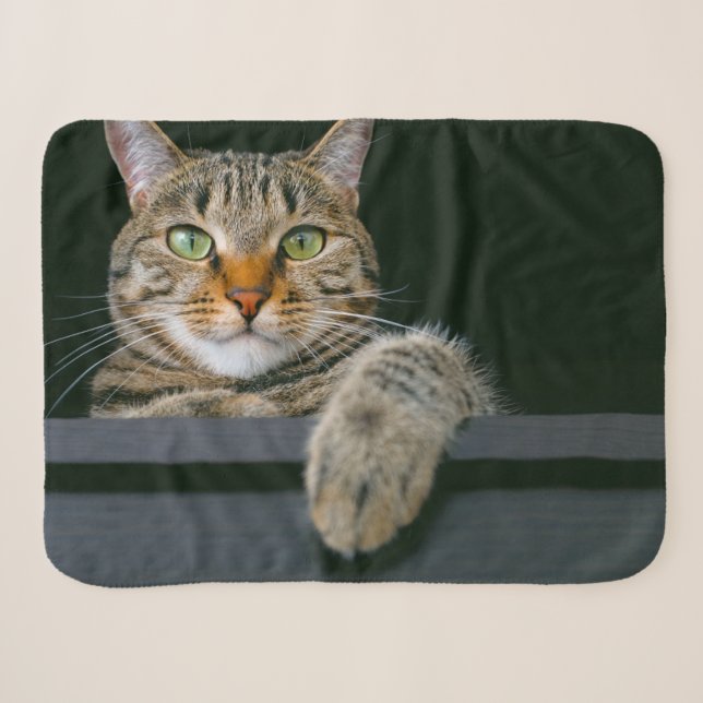 Cutest Baby Animals | Grey Tabby Cat Face Sherpa Blanket (Front (Horizontal))