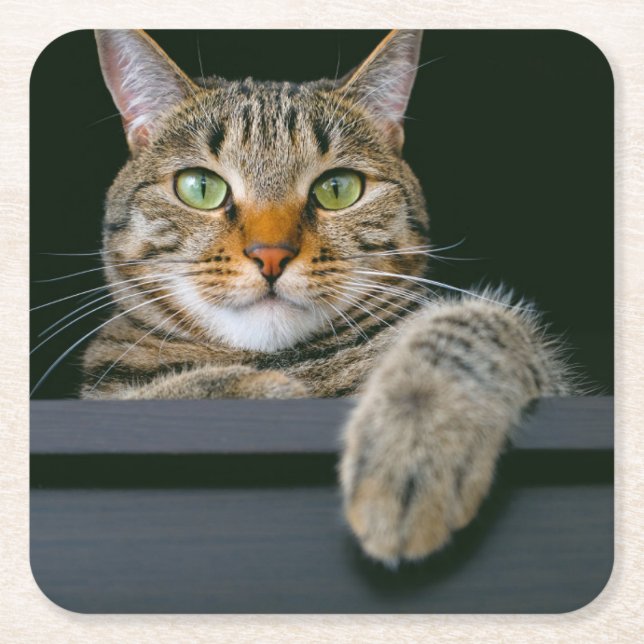 Cutest Baby Animals | Grey Tabby Cat Face Square Paper Coaster (Front)