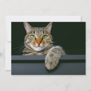 Cutest Baby Animals   Grey Tabby Cat Face Thank You Card