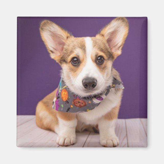 Cutest Baby Animals | Halloween Corgi Magnet (Front)