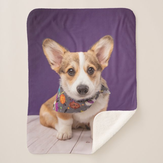 Cutest Baby Animals | Halloween Corgi Sherpa Blanket (Front)