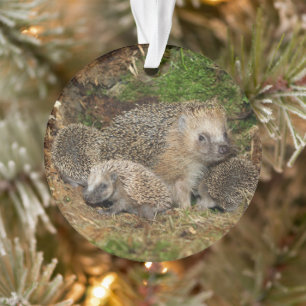 Cutest Baby Animals Hedgehog Family Ornament