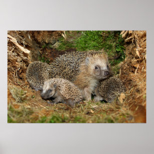 Cutest Baby Animals   Hedgehog Family Poster