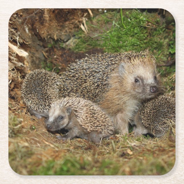 Cutest Baby Animals | Hedgehog Family Square Paper Coaster (Front)