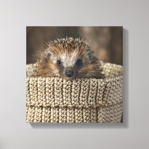 Cutest Baby Animals   Hedgehog in a Basket Canvas Print