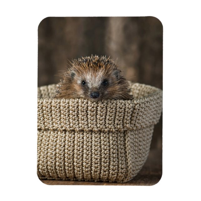 Cutest Baby Animals | Hedgehog in a Basket Magnet (Vertical)